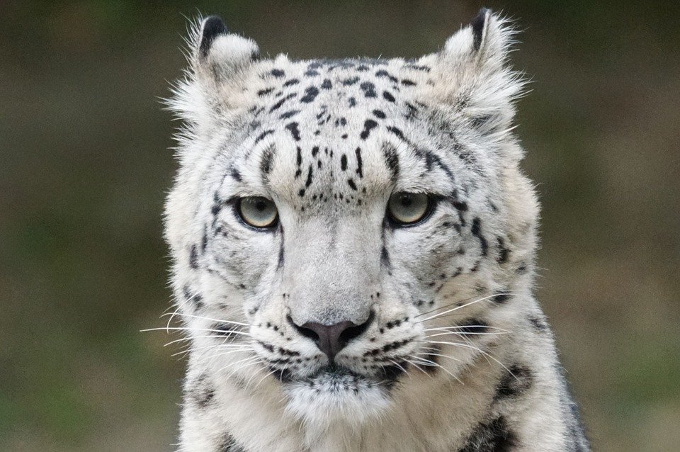 epub reader for mac snow leopard